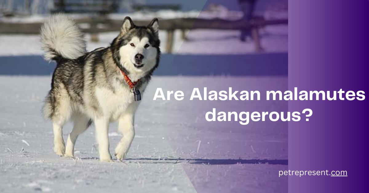 are alaskan malamutes dangerous